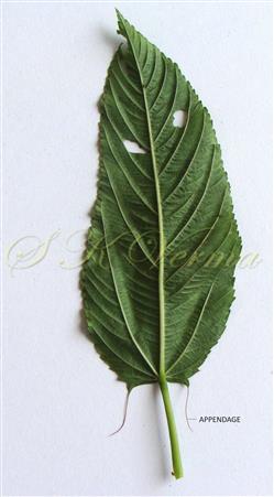  Leaf
